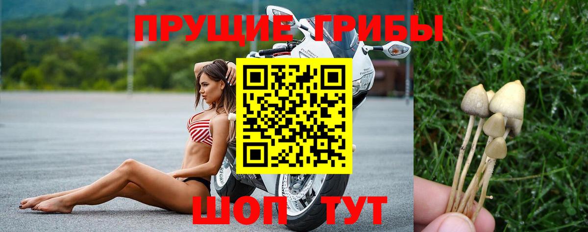 Сарапул  закладки  Вход с VPN  Псилоцибиновые грибы Psilocybe 